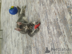 Photo №1. maine coon - for sale in the city of Старая Русса | 325$ | Announcement № 51771