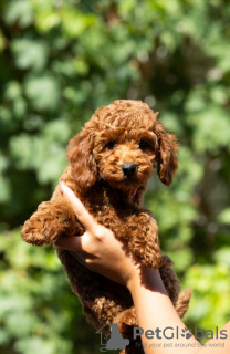 Photo №2 to announcement № 120238 for the sale of poodle (toy) - buy in Serbia 