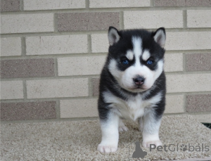 Photo №3. Siberian Husky Puppies. Cyprus