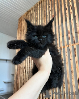 Photo №3. Fluffy Maine Coon Kittens Available Healthy, Playful & Affectionate. Germany