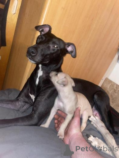 Photo №1. whippet - for sale in the city of Latgale | negotiated | Announcement № 160023