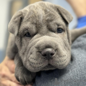 Photo №3. Lovely Chinese Shar-Pei Puppies. Denmark