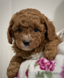 Photo №2 to announcement № 143768 for the sale of cavalier king charles spaniel - buy in Austria breeder