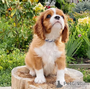 Photo №1. cavalier king charles spaniel - for sale in the city of Þorlákshöfn | negotiated | Announcement № 155453