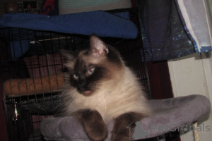 Photo №1. ragdoll - for sale in the city of Charleston | 600$ | Announcement № 146694