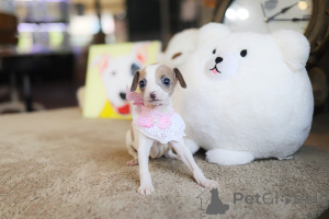 Photo №1. chihuahua - for sale in the city of Arizona | negotiated | Announcement № 152854