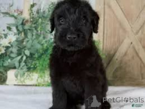 Photo №1. giant schnauzer - for sale in the city of Cospicua | negotiated | Announcement № 173080