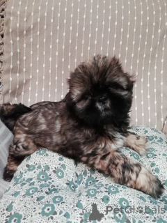 Photo №4. I will sell shih tzu in the city of Daugavpils.  - price - 317$