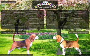 Photo №1. beagle - for sale in the city of Bečej | negotiated | Announcement № 108156