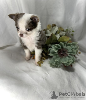 Photo №1. chihuahua - for sale in the city of Wolfsburg | 317$ | Announcement № 98468