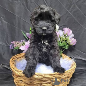 Photo №2 to announcement № 173099 for the sale of giant schnauzer - buy in United Kingdom private announcement, breeder