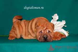 Photo №4. I will sell shar pei in the city of Tver. private announcement - price - 594$