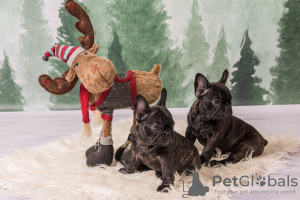 Photo №3. Healthy Toilet trained French Bulldog for sale. Germany