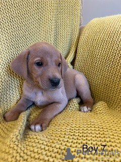 Photo №4. I will sell labrador retriever in the city of Дрезден. private announcement - price - 518$