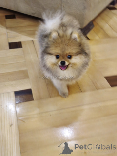 Photo №2 to announcement № 165866 for the sale of pomeranian - buy in Georgia private announcement, from nursery, breeder