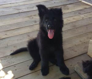 Additional photos: male and female, 2 months, black with documents KSU / FCI