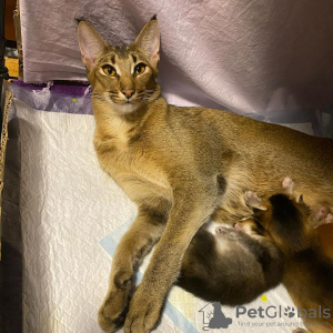 Additional photos: Caracal f4 and caracal f5 kittens for sale.