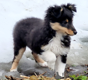 Additional photos: Available beautifull sheltie tricolor 3months old girl!!