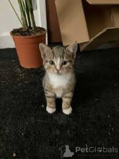 Photo №2 to announcement № 160773 for the sale of european shorthair - buy in Netherlands breeder