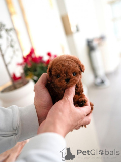 Photo №2 to announcement № 156732 for the sale of poodle (toy) - buy in United States 