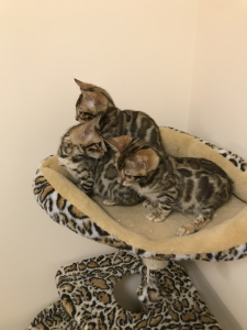 Additional photos: Bengal kittens are waiting for their new Parents !!!