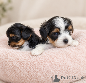 Photo №1. beaver yorkshire terrier - for sale in the city of Balykesir | 300$ | Announcement № 176368
