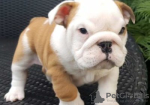 Photo №1. english bulldog - for sale in the city of Sodankylä | Is free | Announcement № 128233