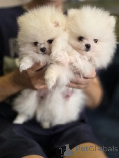 Photo №1. pomeranian - for sale in the city of Amsterdam | Is free | Announcement № 159202