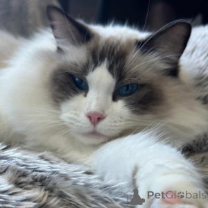 Photo №2 to announcement № 157131 for the sale of ragdoll - buy in Switzerland private announcement