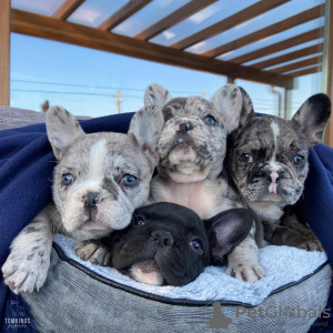 Photo №1. french bulldog - for sale in the city of London | Is free | Announcement № 36843