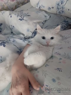 Photo №1. turkish angora - for sale in the city of Krasnogorsk | Is free | Announcement № 67470