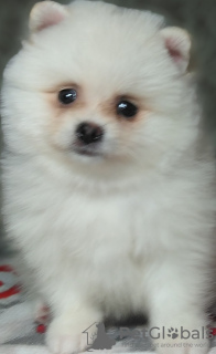 Photo №1. pomeranian - for sale in the city of Vitebsk | 137$ | Announcement № 13638