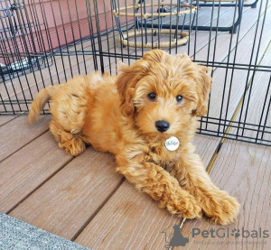 Photo №1. non-pedigree dogs - for sale in the city of Berlin | 370$ | Announcement № 116829