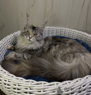 Photo №1. maine coon - for sale in the city of Alabama | 1$ | Announcement № 161214