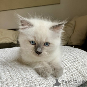 Photo №2 to announcement № 105183 for the sale of ragdoll - buy in Germany private announcement