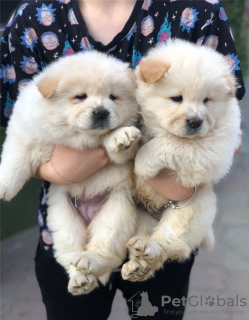 Photo №2 to announcement № 80046 for the sale of chow chow - buy in Australia private announcement