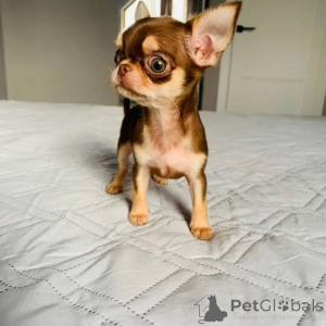 Photo №2 to announcement № 174875 for the sale of chihuahua - buy in France private announcement