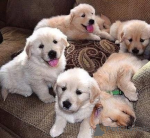 Photo №1. golden retriever - for sale in the city of Monaco | negotiated | Announcement № 176176