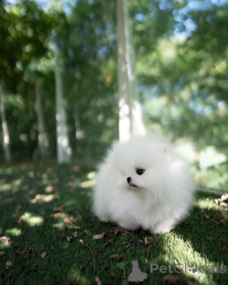 Photo №1. pomeranian - for sale in the city of Leipzig | negotiated | Announcement № 155015