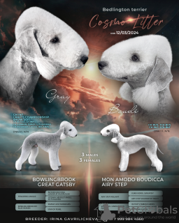 Photo №2 to announcement № 106821 for the sale of bedlington terrier - buy in Russian Federation private announcement