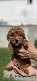 Additional photos: Little red poodle