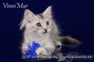 Photo №2 to announcement № 68533 for the sale of siberian cat - buy in Russian Federation from nursery