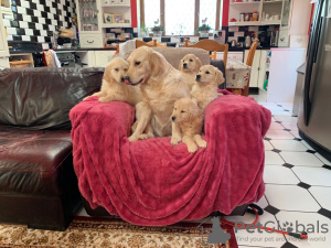 Photo №4. I will sell golden retriever in the city of Kampen. private announcement, from nursery - price - 539$