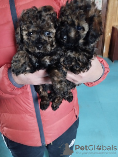 Photo №1. poodle (toy) - for sale in the city of Minsk | 351$ | Announcement № 75250