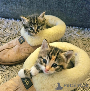 Photo №1. maine coon - for sale in the city of Neukirchen Am Großvendiger | 317$ | Announcement № 172428