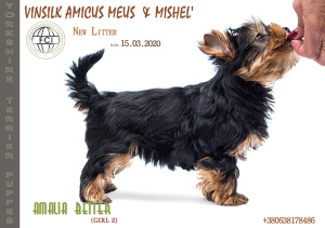 Photo №1. yorkshire terrier - for sale in the city of Zhytomyr | 595$ | Announcement № 6721