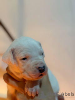Photo №3. Dog Argentina DOGO Argentino FCI. Poland