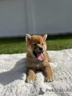 Photo №2 to announcement № 73051 for the sale of shiba inu - buy in Serbia breeder