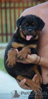 Additional photos: rottweiler