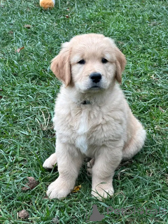 Photo №1. golden retriever - for sale in the city of Мадрид | Is free | Announcement № 103882